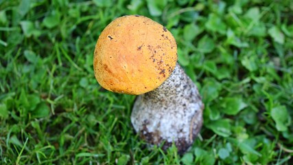 Leccinum versipelle. Mushroom with red hat