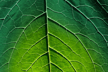 Green leaf with close-up plant veins. Natural background