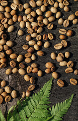  Flat lay  of   brown  coffee beans and leaf of fern  on   wooden  background