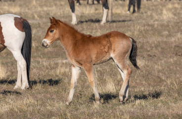 Wild Horse Foal in the Utah Desert