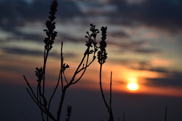 Beautiful picture plant and sunset in nainital