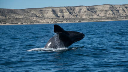 Fototapeta premium Ballenas