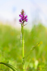 The broad-leaved marsh orchid (Dactylorhiza majalis) is a terrestrial Eurasian orchid. Western marsh orchid (Dactylorhiza majalis) flowering.