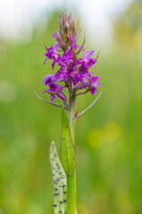 The broad-leaved marsh orchid (Dactylorhiza majalis) is a terrestrial Eurasian orchid. Western marsh orchid (Dactylorhiza majalis) flowering.