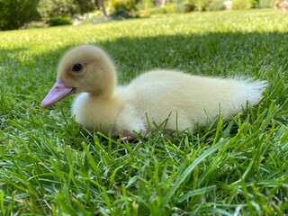duckling in the grass