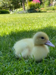 baby duck in the grass