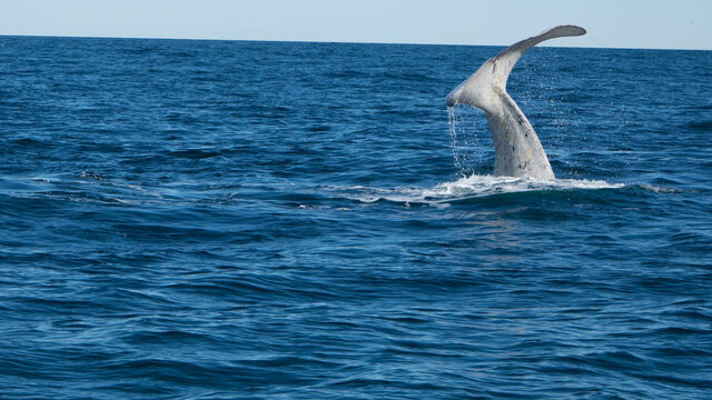 Ballenas