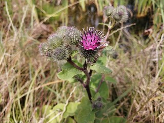 thistle in bloom