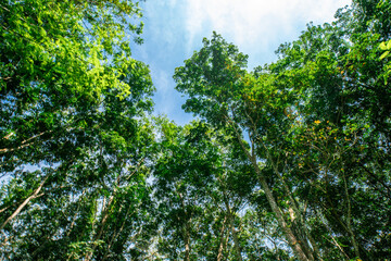 Green rubber tree forest with sun light uprisen view