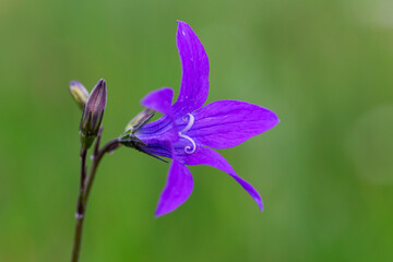 Campanula patula or spreading bellflower is a plant species of the family Campanulaceae. Spreading bellflower (Campanula patula) in the summer meadow. 