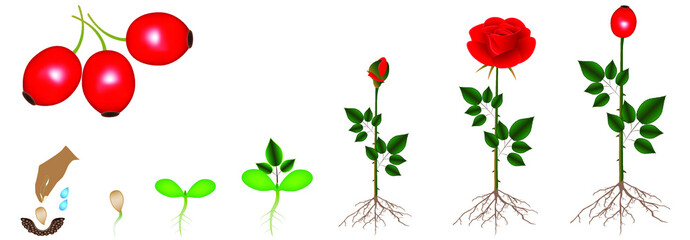 Cycle of rose plant growth, isolated on white background.