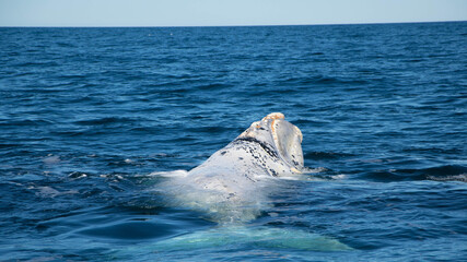 Naklejka premium Ballenas