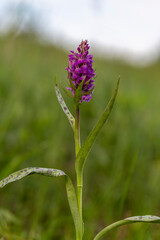 The broad-leaved marsh orchid (Dactylorhiza majalis) is a terrestrial Eurasian orchid. Western marsh orchid (Dactylorhiza majalis) 