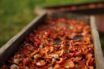 Apples slices are dried on a wooden tray in a summer garden