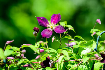 One delicate purple Volcano clematis flower, also known as traveller's joy, leather flower or vase vine, in a sunny spring garden, beautiful outdoor floral background photographed with soft focus.