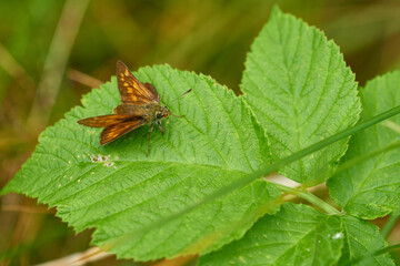 Rostfarbiger Dickkopffalter (Ochlodes sylvanus)