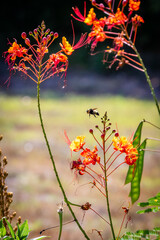 red and yellow flowers