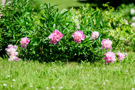 Bush with many large delicate vivid pink peony flowers in a British cottage style garden in a sunny spring day, beautiful outdoor floral background photographed with selective focus.
