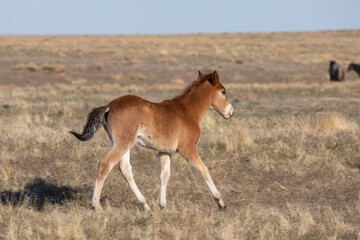 Obraz na płótnie Canvas Wild Horse Foal in the Utah Desert
