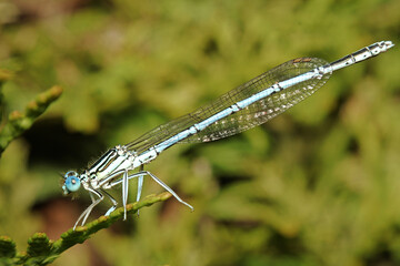 blue dragonfly on a green leaf