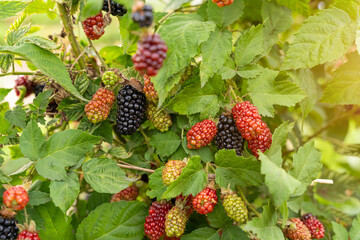 Summer season blackberry species bush. Ripe, ripening, and unripe blackberries Fresh organic  fresh berry bush local farming. agricultural theme harvest summer time. Horizontal composition photo. 