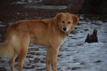 picture of snow on road and brown dog in nainital