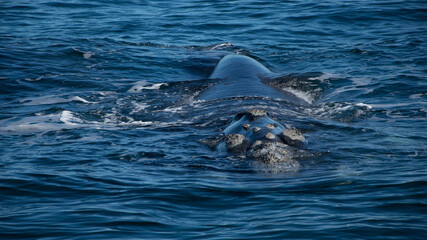 Fototapeta premium Ballenas