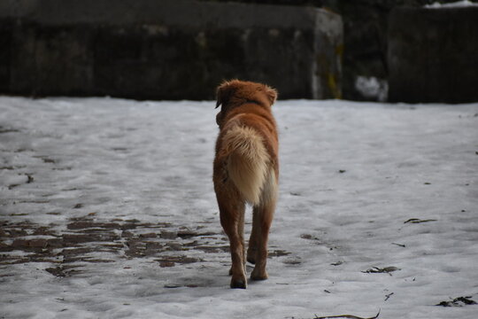 picture of snow on road and brown dog in uttarakhand India