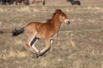 Obraz premium Wild Horse Foal in the Utah Desert