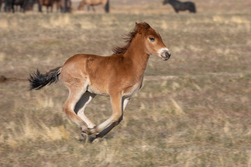 Obraz na płótnie Canvas Wild Horse Foal in the Utah Desert