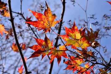 Red and yellow leaves in fall