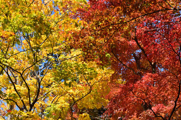 Red and yellow leaves in fall