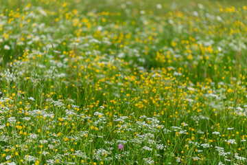 Big wide lush green meadow is covered with a carpet of colorful wild flowers. Carpet of wild flowers in the meadows. Summer concept.