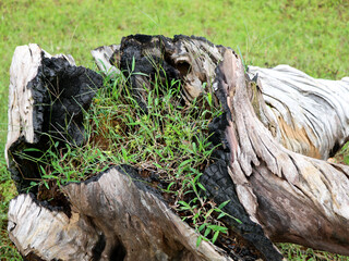 Grass growing in a decomposed old tree root