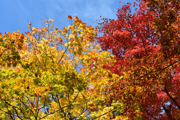 Red and yellow leaves in fall