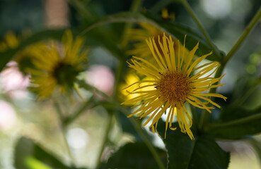 Elecampane flower (Inula Helenium) medicinal herb plant