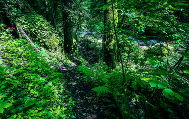 Amazing mossy pine trees in green forest. A path in a wild woods.
