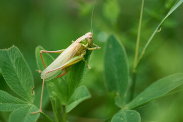 Imago von Roesels Beißschrecke (Roeseliana roeselii)	