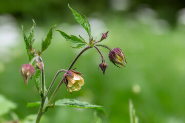 Naklejka na ściany i meble Geum rivale, the water avens, is a flowering plant of the family Rosaceae. Geum rivale, Water Avens. Wild plant shot in spring.