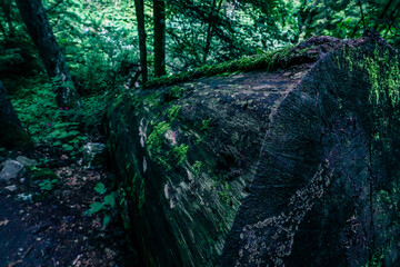 Old mossy fallen tree in pine trees in green forest. Evening in spooky woods.