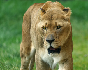 Lioness prowling in the grass