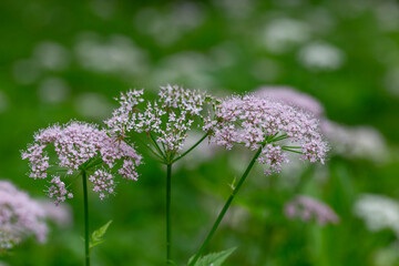 Hairy Chervil (Chaerophyllum hirsutum). Chaerophyllum hirsutum is a species of plant in the Apiaceae family, common in Europe.