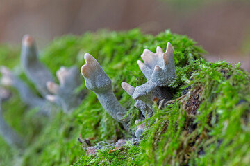 Xylaria hypoxylon is a species of fungus in the genus Xylaria. Xylaria hypoxylon, known as the candlestick fungus, the candlesnuff fungus, carbon antlers or the stag's horn fungus. 