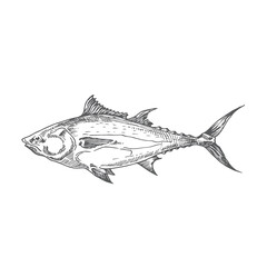 Tuna Hand Drawn Doodle Vector Illustration. Abstract Fish Sketch. Engraving Style Drawing.