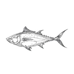 Obraz premium Tuna Hand Drawn Doodle Vector Illustration. Abstract Fish Sketch. Engraving Style Drawing.