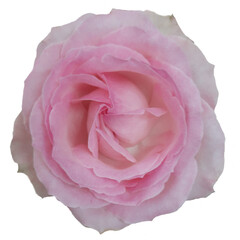 pink rose isolated on white