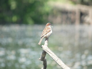sparrow