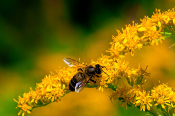 gros plan d'abeilles dans fleurs jaune

