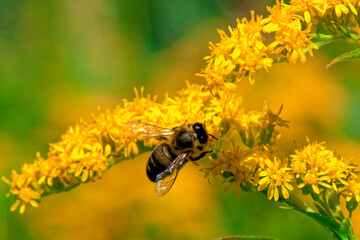 gros plan d'abeilles dans fleurs jaune


