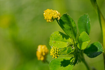 Medicago lupulina, commonly known as black medick, nonesuch, or hop clover, is a plant of dry...
